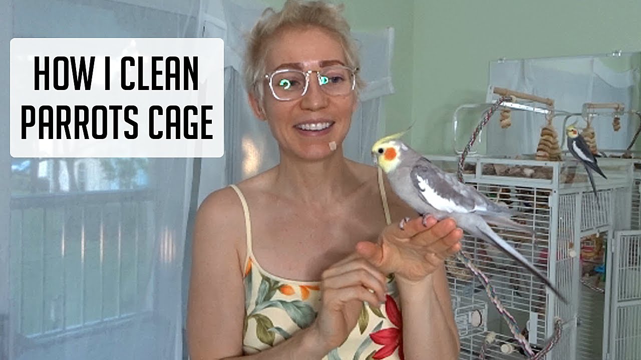How I clean my parrots cage: Quick n' Easy!! 😀👍💖