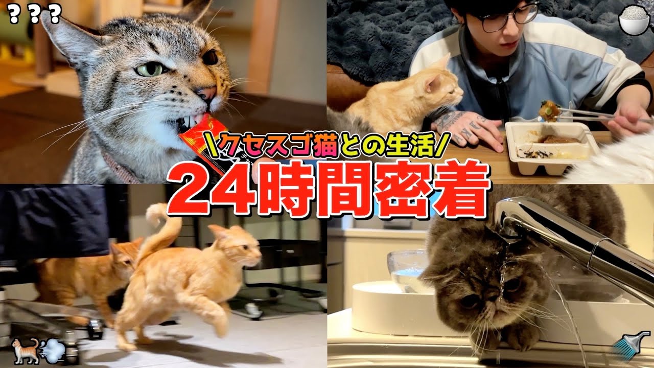 【密着】20代独身｜猫たちに振り回される大忙しな平日ルーティン