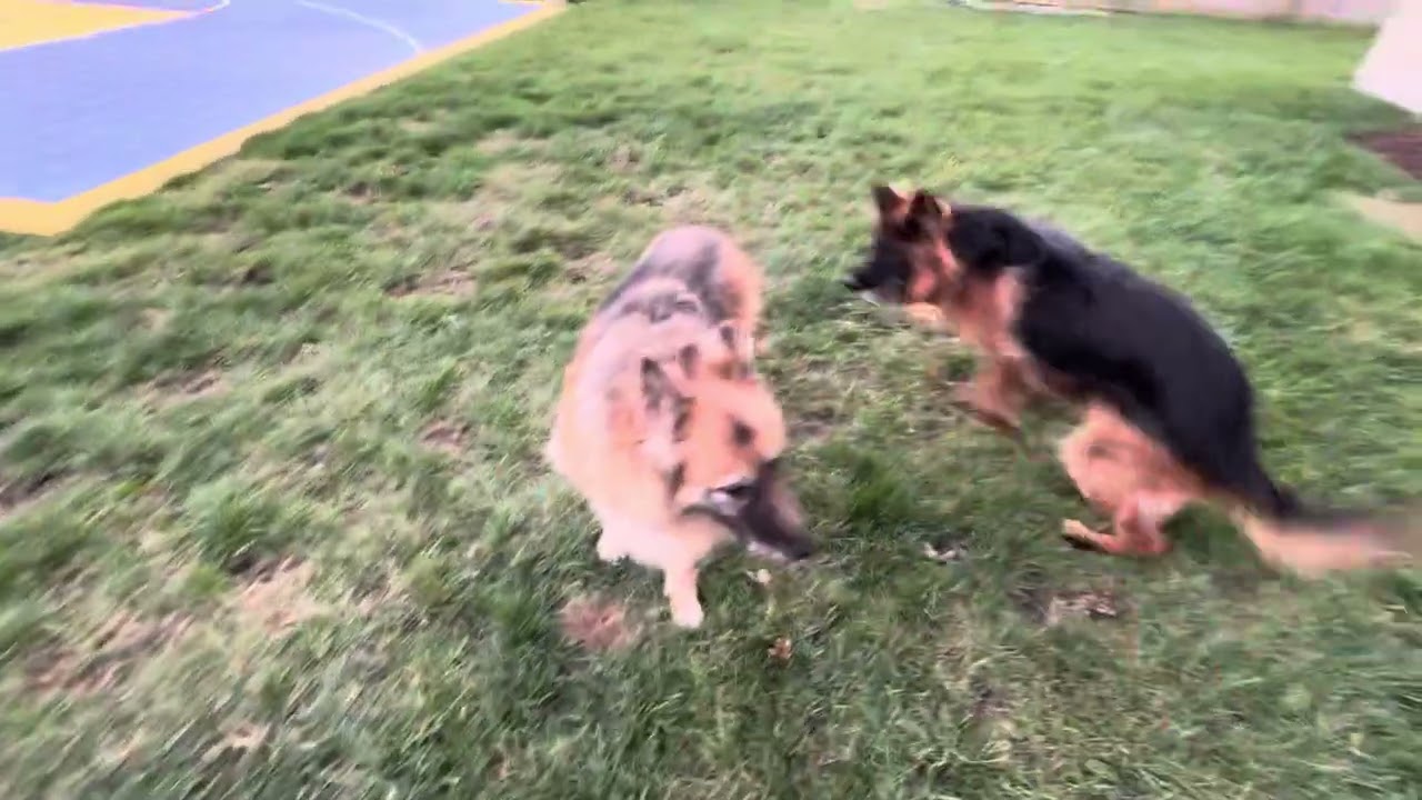 Karlo Thor vs Macie 🐾 
