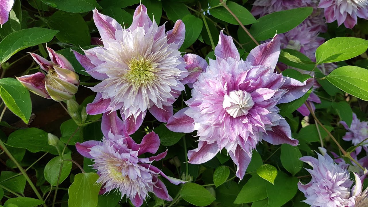 最棒的铁线莲－约瑟芬 clematis Josephine