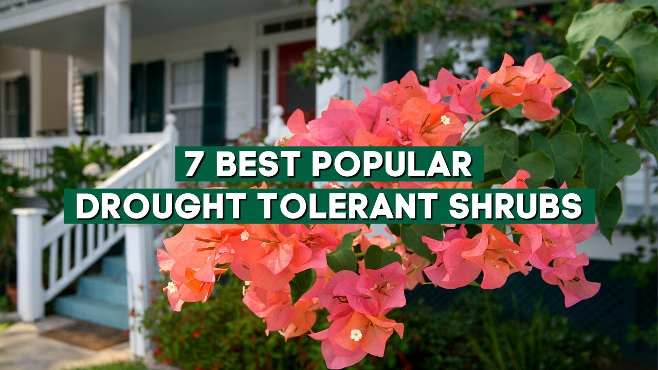7 Popular Drought Tolerant Shrubs 🏡