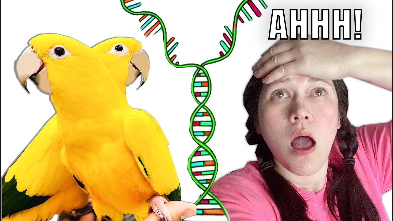 TESTING MY BIRDS DNA & RESULTS SHOCKING! *NAME REVEAL*