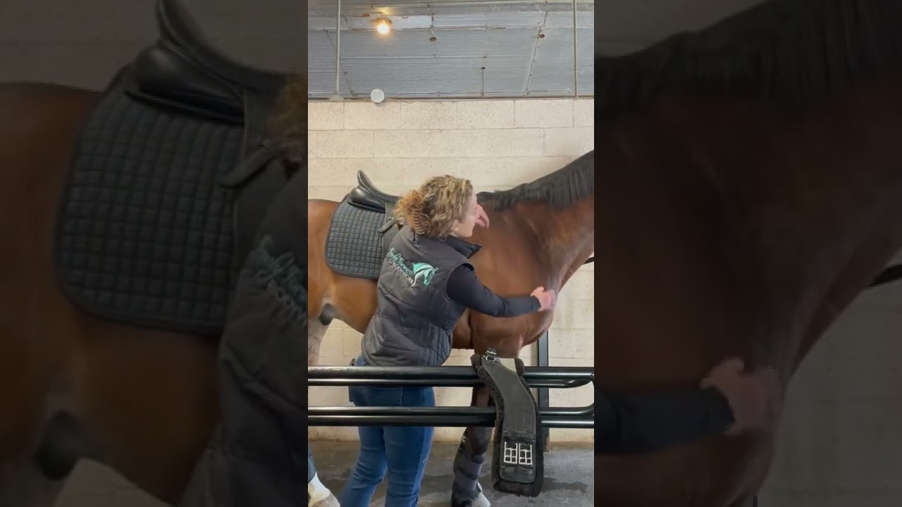How to Properly use a Shoulder Relief Girth on Your Horse