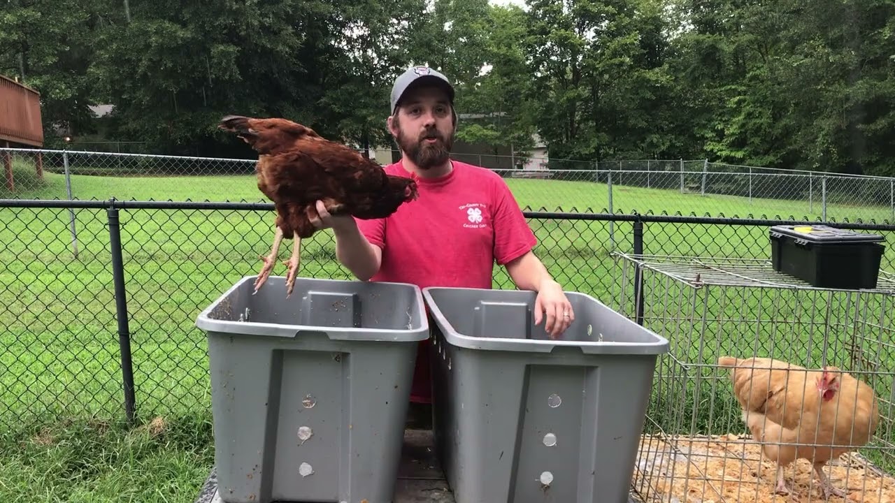Eggcellent Eggsplorers 4-H Chicken Chain Showmanship Video