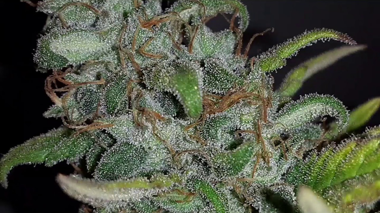 The Nation of Cannabis-Lam Presents Cannabis Porn Afghan Skunk v2
