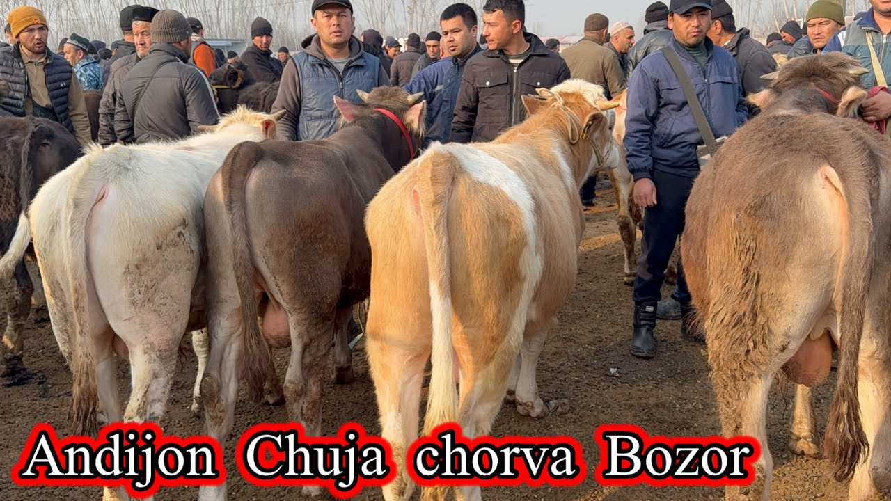 ANDIJON CHORVA BOZORI . KATTA KICHIK BUQALAR NARXLAR . 17. 03.2026