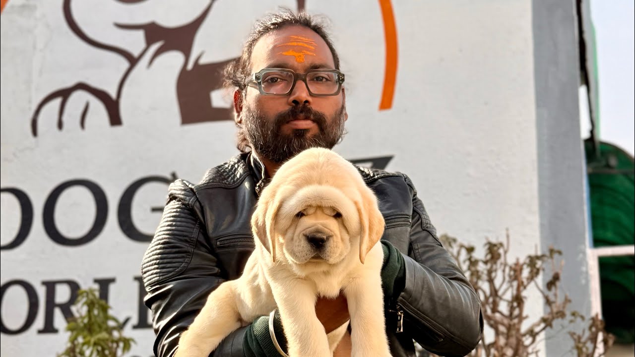 English Labrador puppy for Sale 