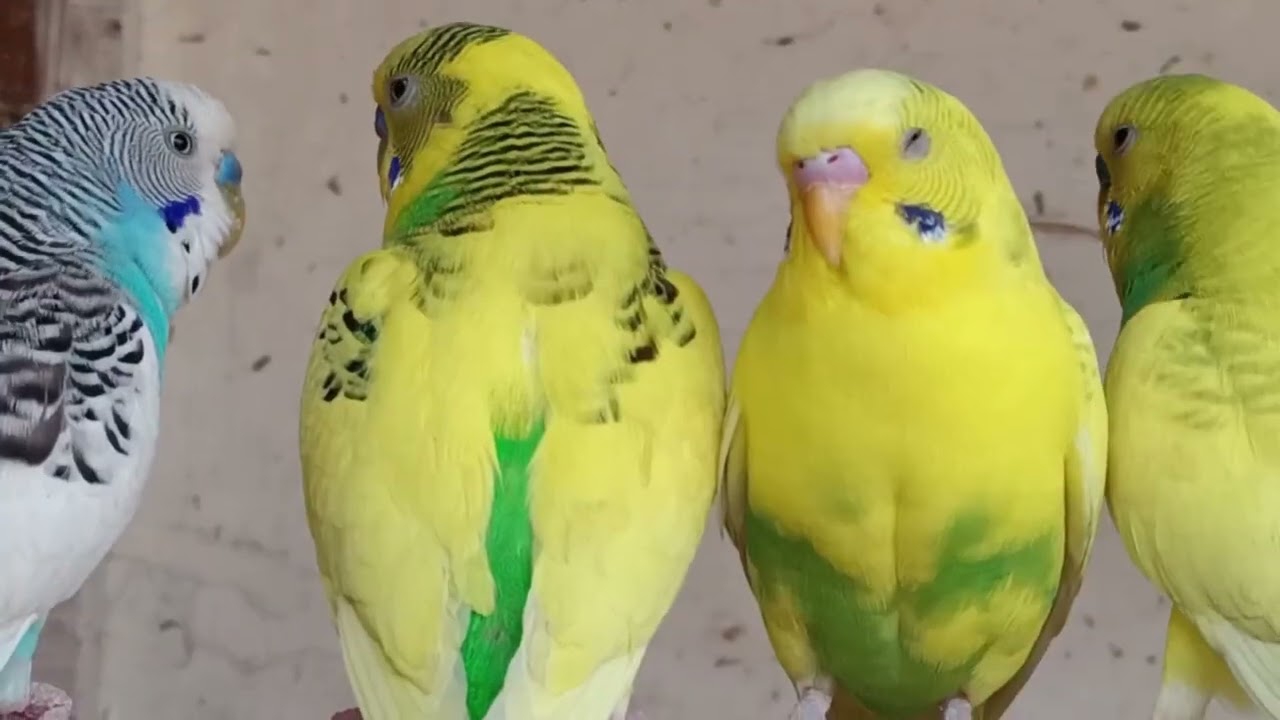 4 Hours Budgies Cute Moments In Beautiful Aviary🦜🐦😘💕