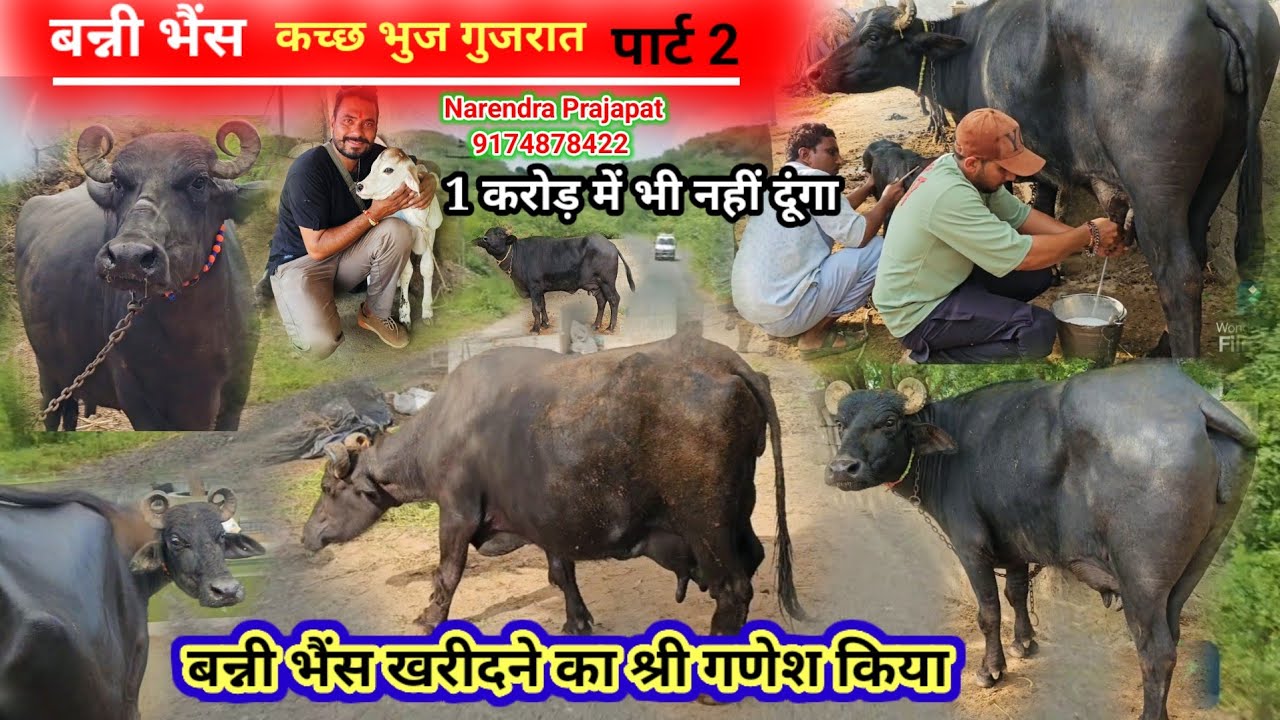 #बन्नी_भैंस_गुजरात 1 करोड़ में भी नहीं दूंगा bunni buffelo video gujrat पार्ट 2 dairy yatra Narendra