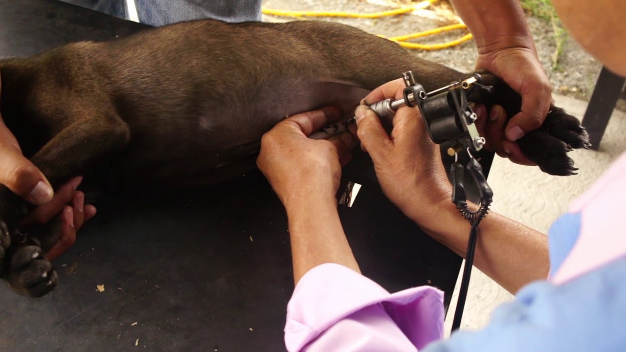 Tatuaje de pedigree internacional el inspector de la federación