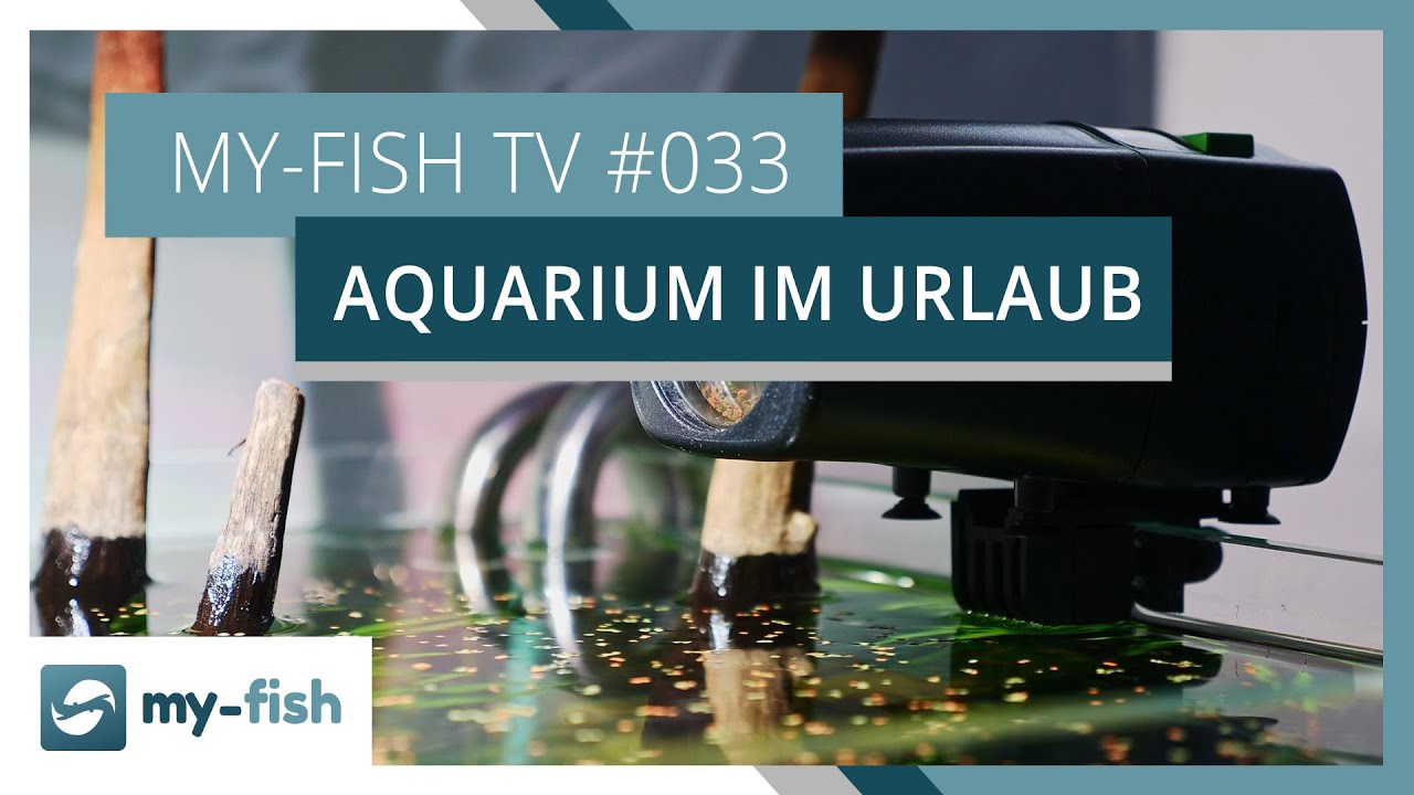 10 Tipps um Aquarien im Urlaub zu versorgen | my-fish TV