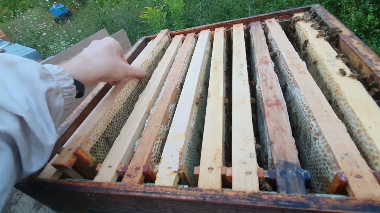 OxiPlus - Benzi Acid Oxalic - testat in stupina noastra