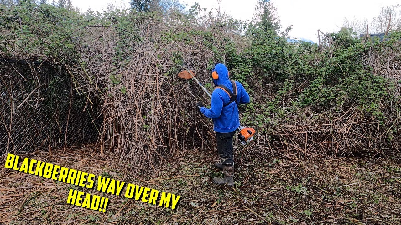 OVERGROWN BLACKBERRIES CHOKED OUT THIS PROPERTY! Stihl FS 240 Brushcutter #Stihl #satisfying