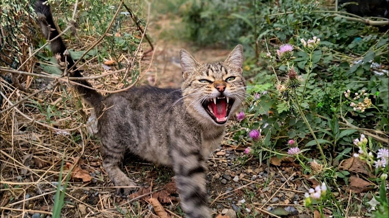 I wanted to feed the Kitten but wild Mother Cat Attacked Me.
