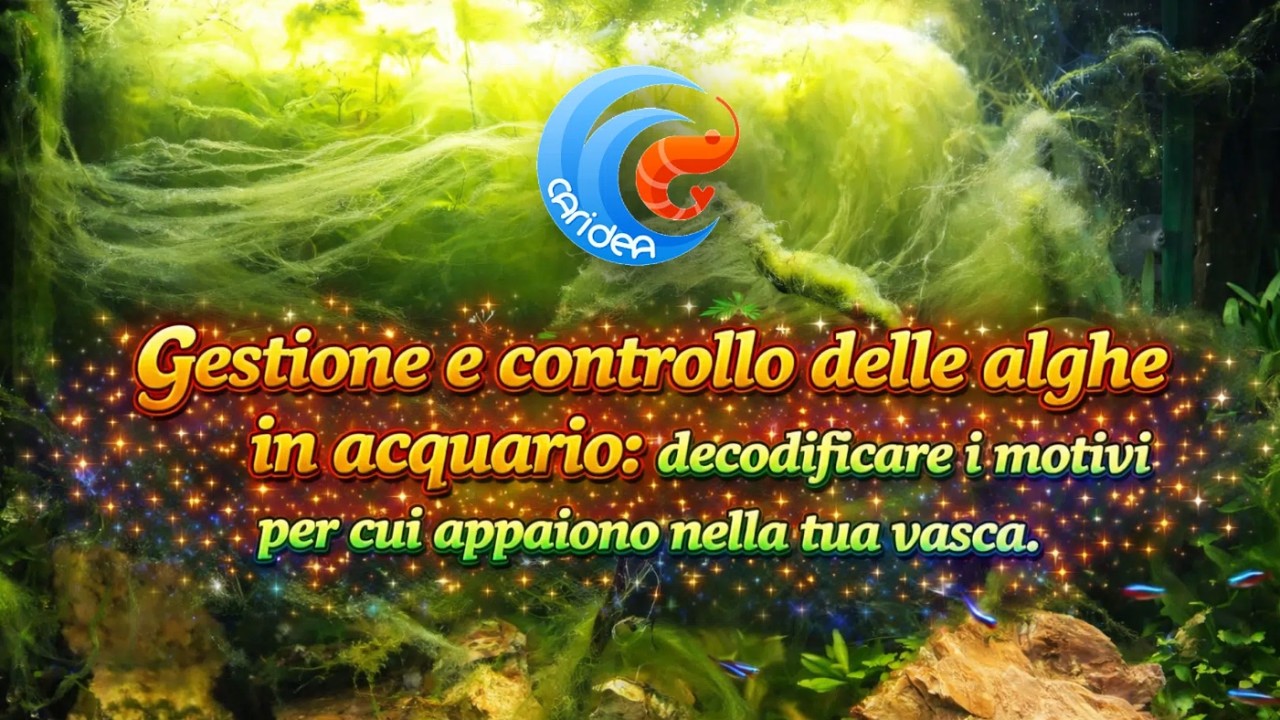 GESTIONE E CONTROLLO DELLE ALGHE: DECODIFICARE I MOTIVI PER CUI COMPAIONO NEL TUO ACQUARIO.