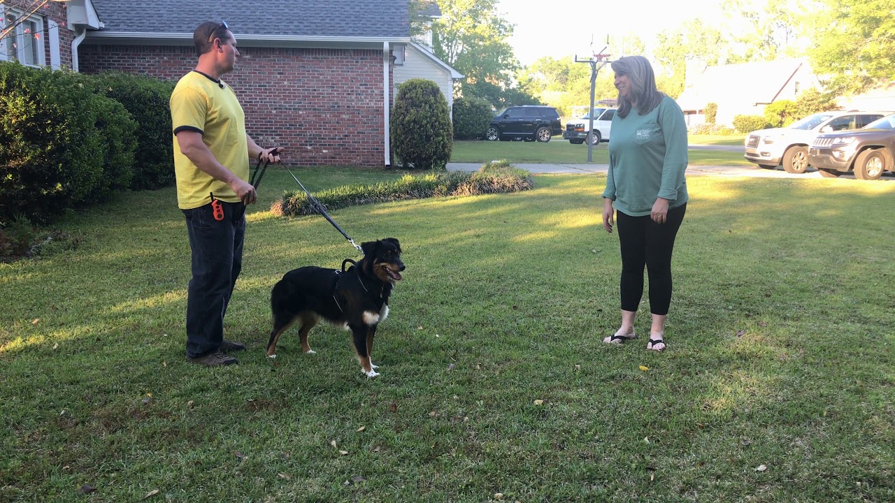 Stop letting your dog manipulate you | Dog Training