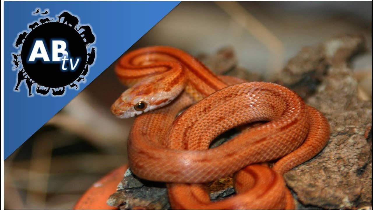 Frequently Asked Questions & Answers About Reptiles ft Banana & Sprite Challenge : SnakeBytesTV