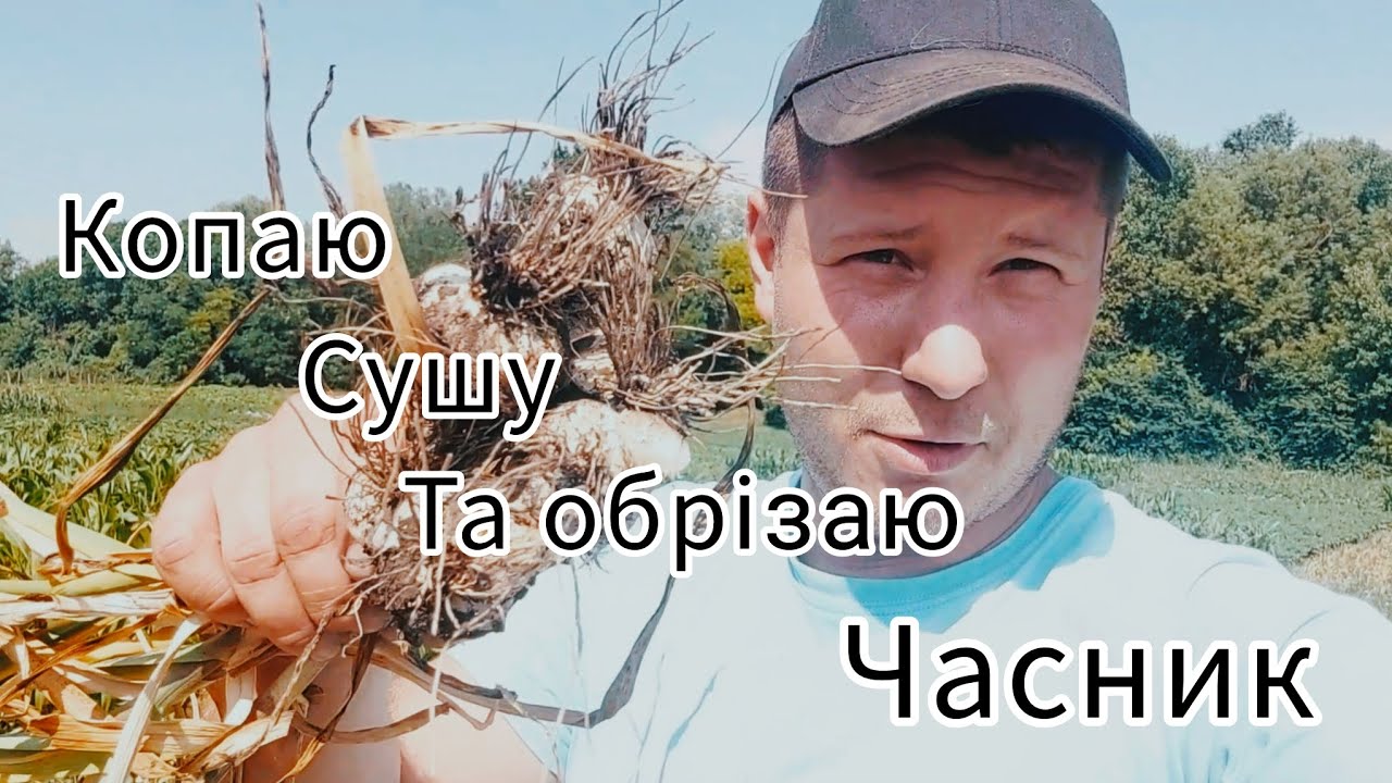 Копаю часник мотоблоком)) обрізаю бадилля сегментами з комбайну))