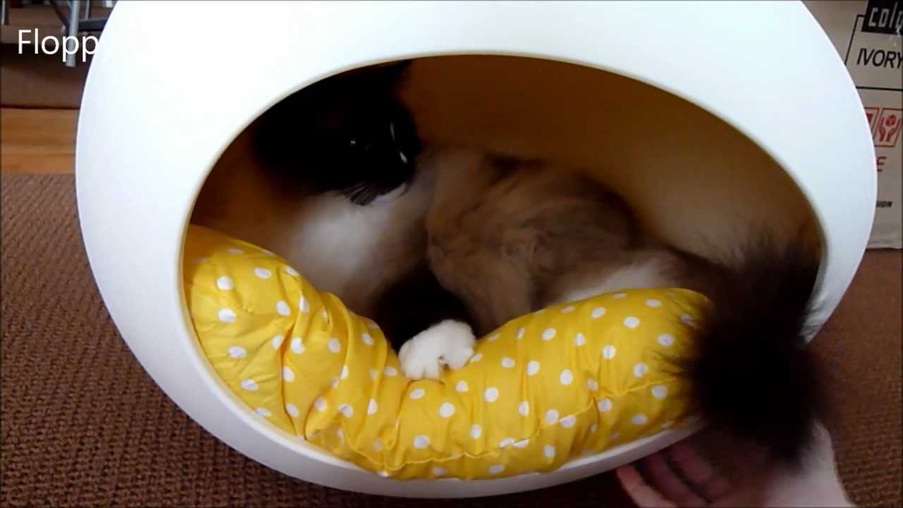 Ragdoll Cats Receive pEi Pod Egg Cat Bed - ねこ - ラグドール - Floppycats