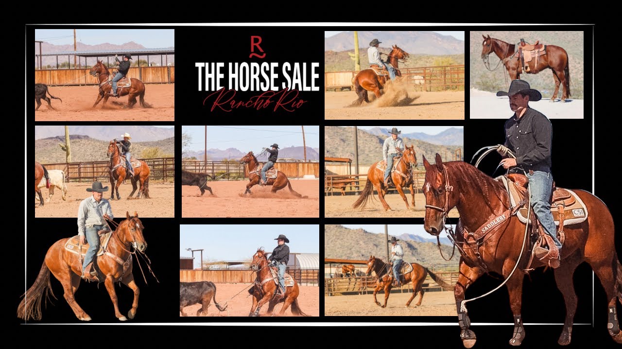 #54 BEX • Rancho Rio Horse Sale 2026 X Grashuis Performance Horses •