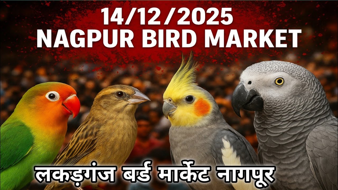 Nagpur Bird Market 14/12/2025😍 Lakadgnj Bird Market Nagpur famous bird market in Nagpur 💥