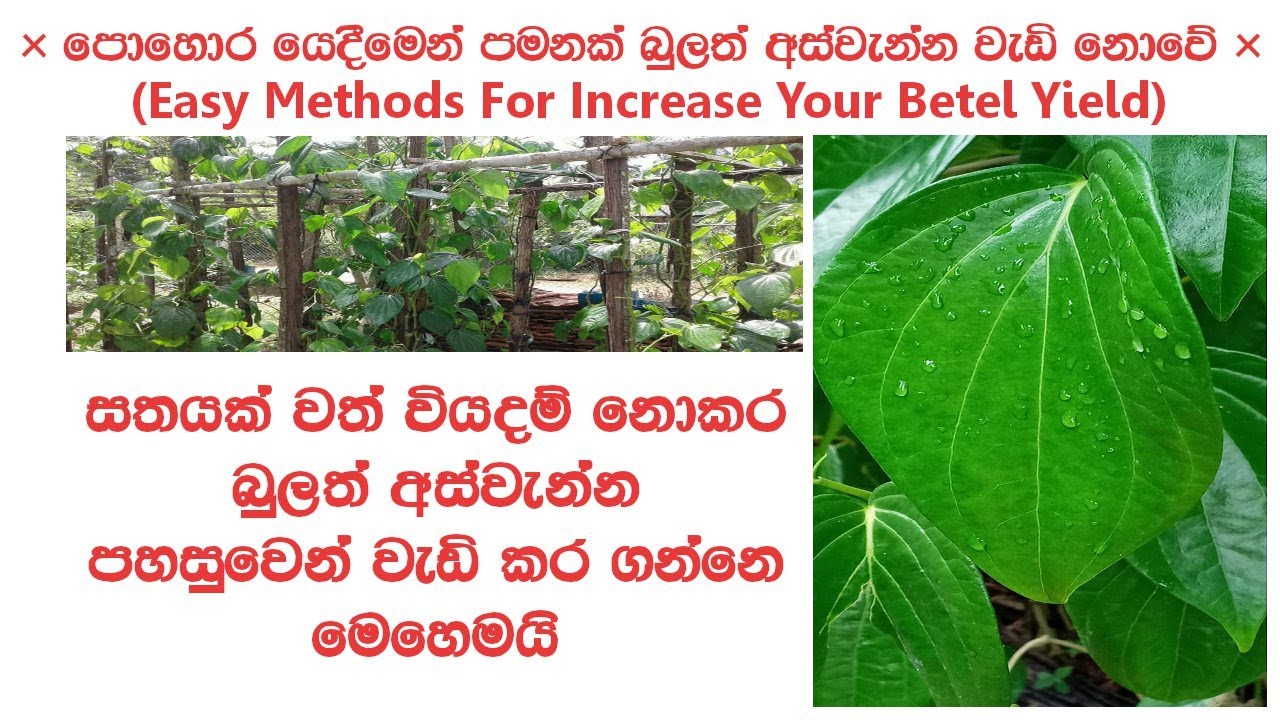 බුලත් අස්වැන්න වැඩි කරන සාර්ථක උපක්&zwj;රම | Bulath Wagawa Aswanna Wedi Kirima