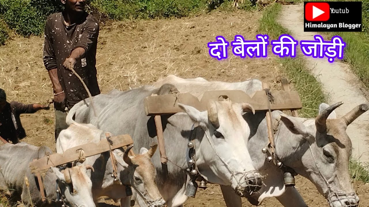 #@himalayanप हाड़ों में इस टाइम का हल लगाते वक्त#himalayan blogger#