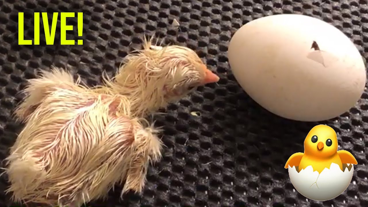 Baby Chicks Hatching Live! 🐣 Livestream of Baby Birds