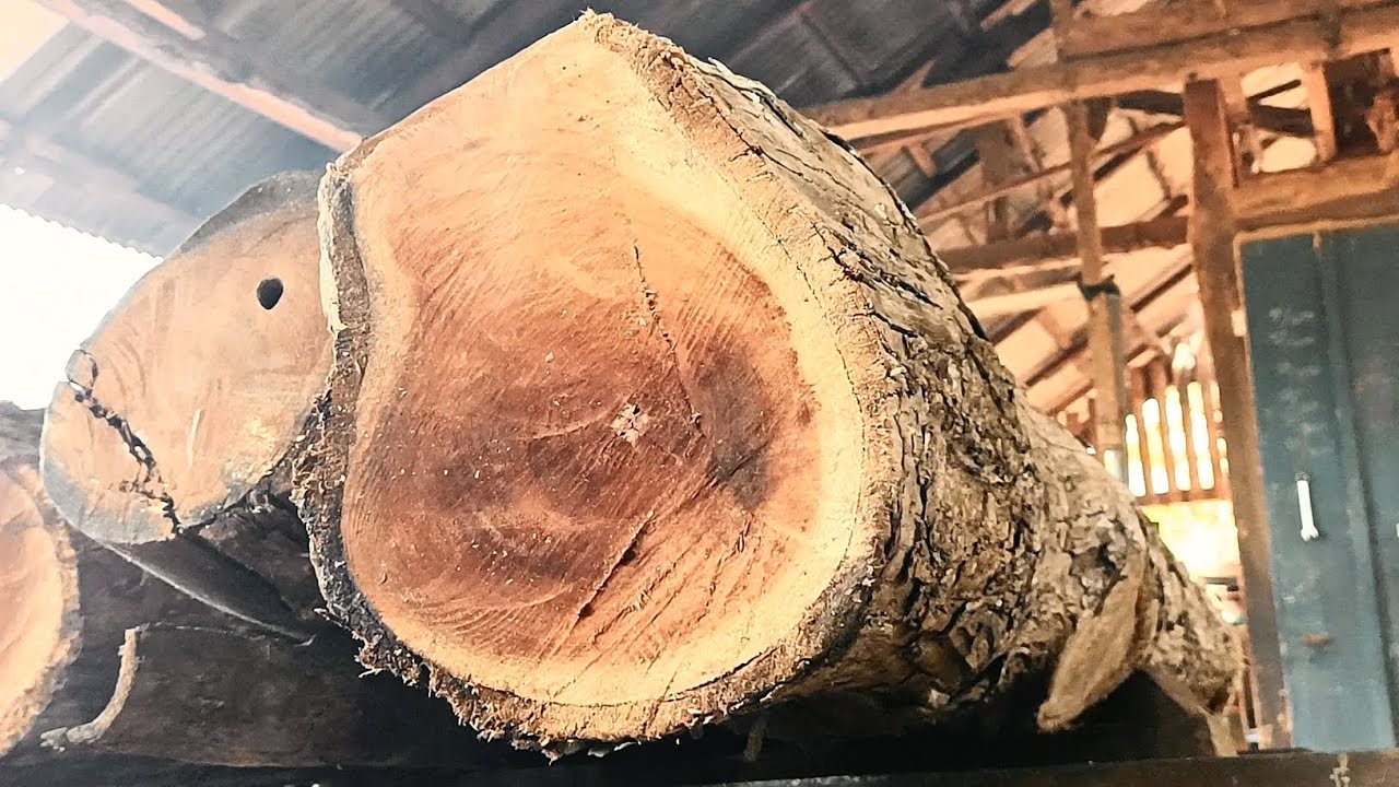 SATISFYING GENIUS! Sawing a beautiful log 