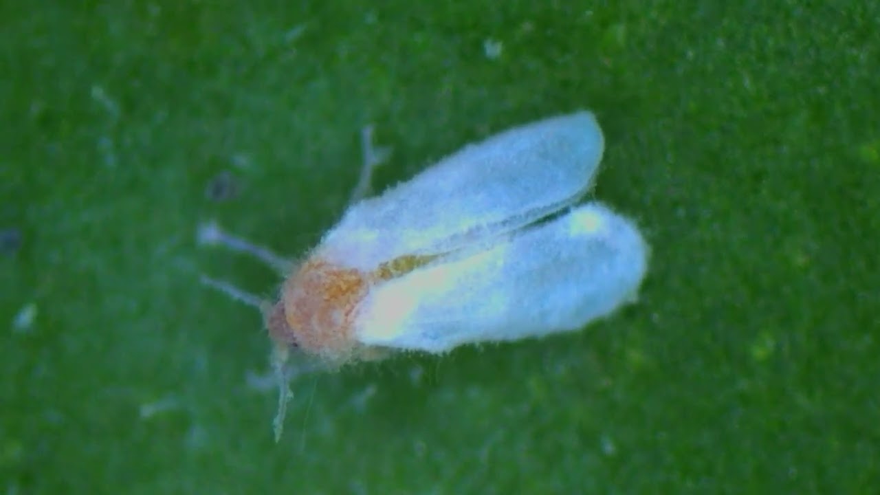 Control biol&oacute;gico de mosca blanca con Mycotal (Timelapse)