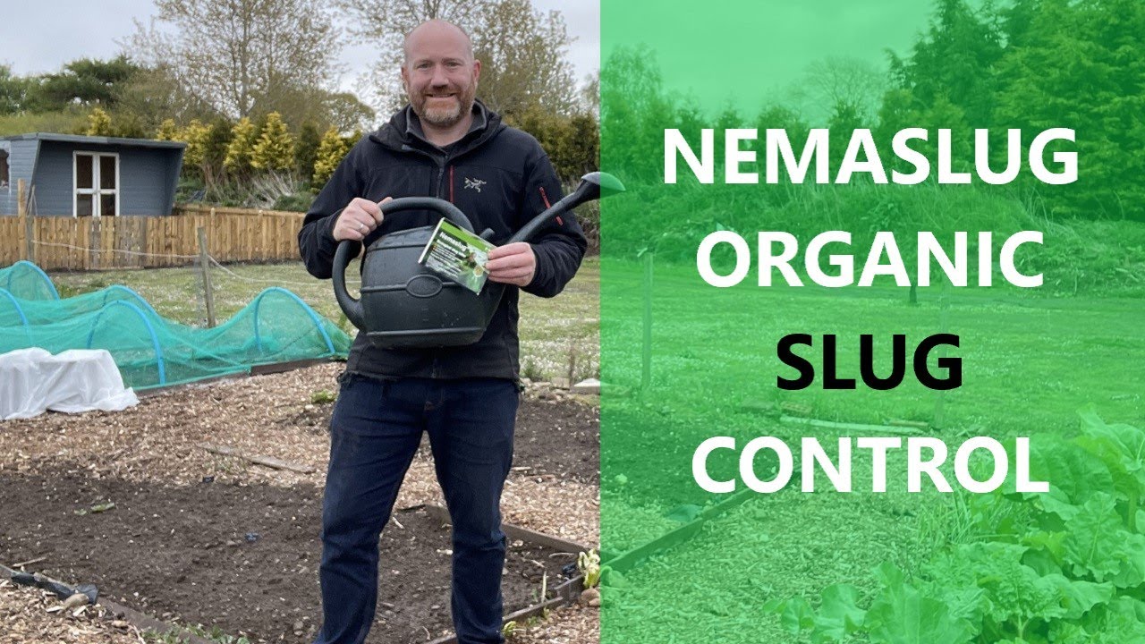 Nemaslug | Using Nematodes | Quick and Effective Organic Slug Control
