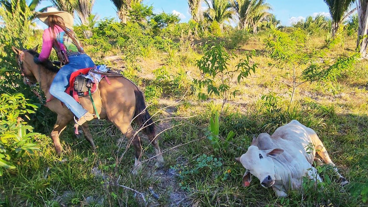 A LUTA TA GRANDE PARA SALVAR A VIDA DO NOSSO TOURO PO