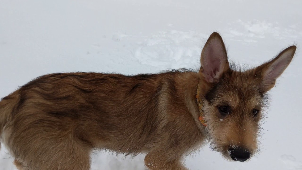 12 week old Berger Picard plays in the snow
