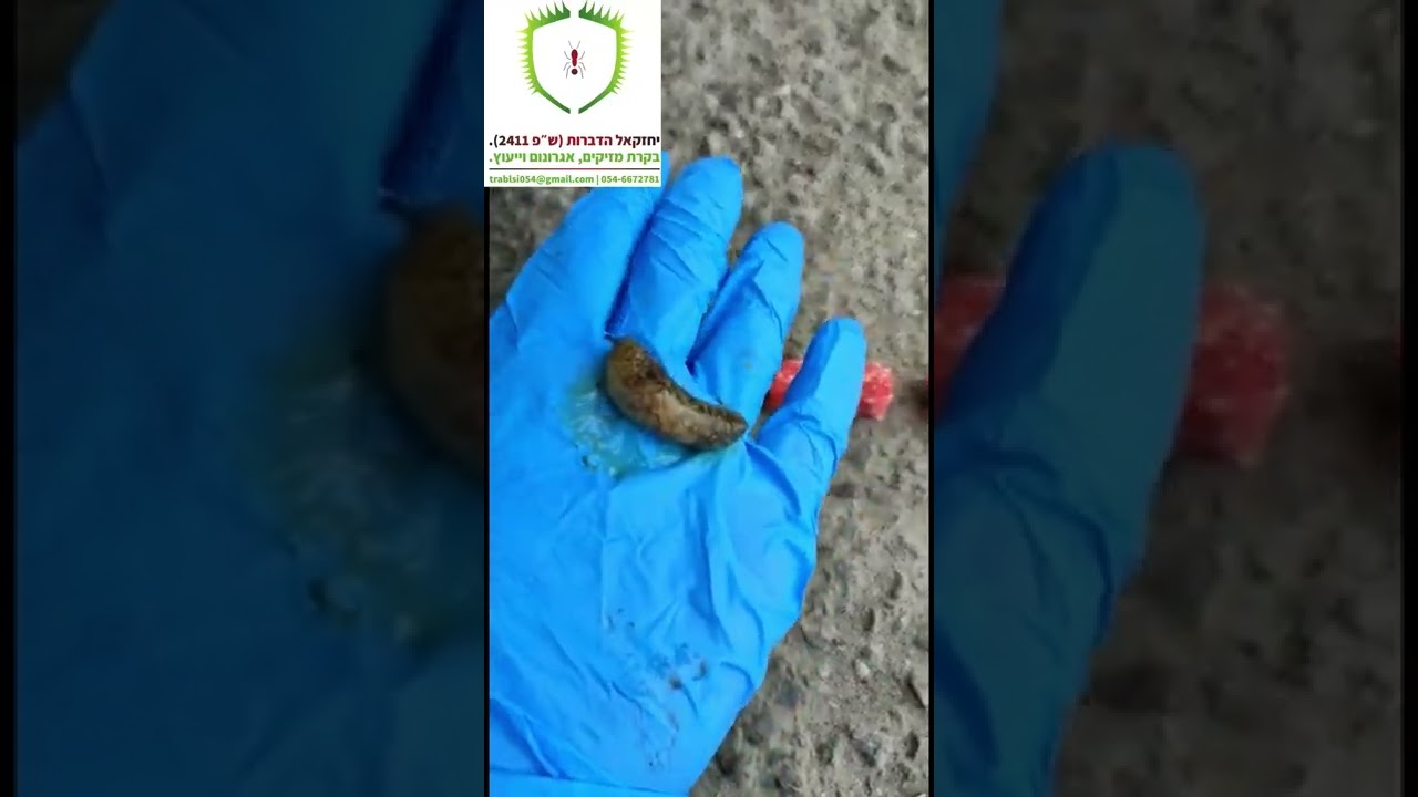 (הדברה, בקרת מזיקים) יחזקאל הדברות- הרחקת חשופיות