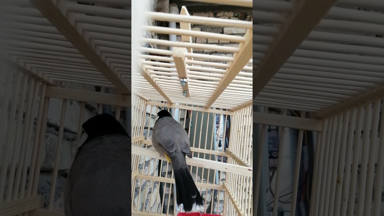 ندهات بلبل وحشي اسمع الحنجره لفتح البلابل القافله