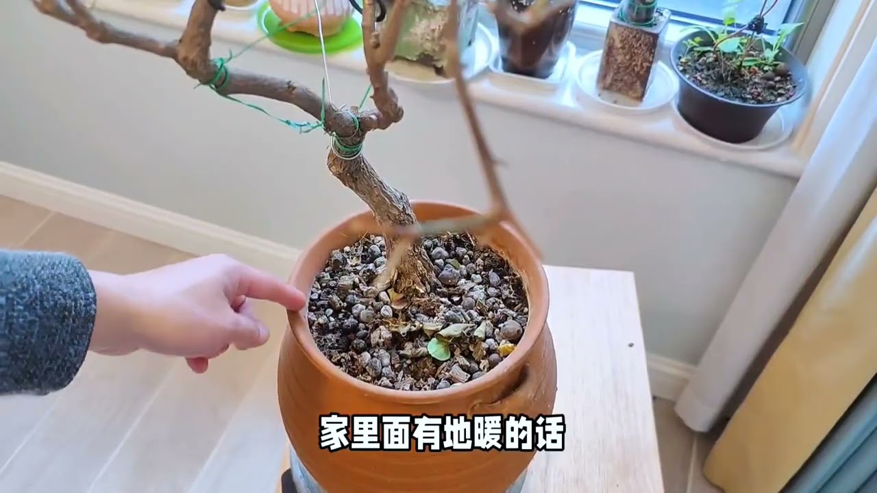 如何让三角梅冬天继续爆花？这个方法告诉你 #养花小知识 #分享养花经验 #三角梅养护 #喜欢养花交流养花绝招 #好喜欢我的家