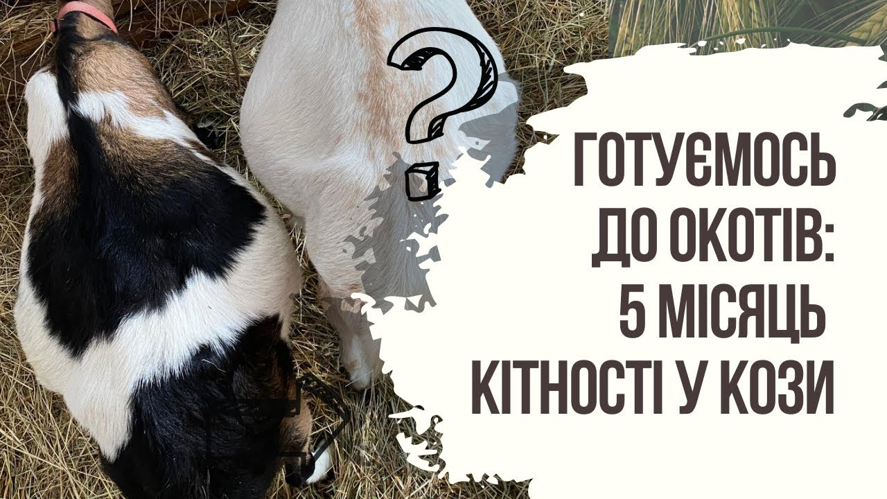 Підготовка до ОКОТУ у КІЗ. 5 місяць кітності, раціон