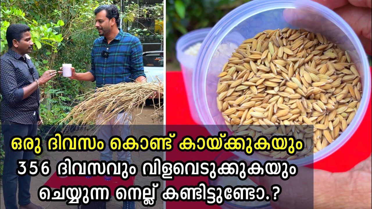 ഒരു ദിവസം കൊണ്ട് കായ്ക്കുകയും 365 ദിവസവും വിളവെടുക്കുകയും ചെയ്യുന്ന നെല്ല് കണ്ടിട്ടുണ്ടോ? Magic Rice