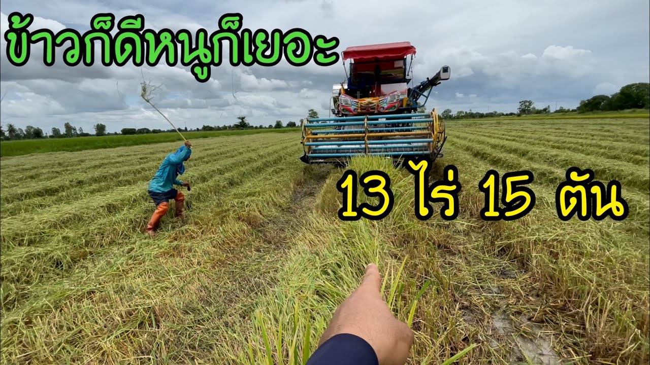 กข.41 พวงนา 13 ไร่ได้ข้าว 15 เกวียนหนูนาก็เยอะตาเดชตีไม่ยั้ง