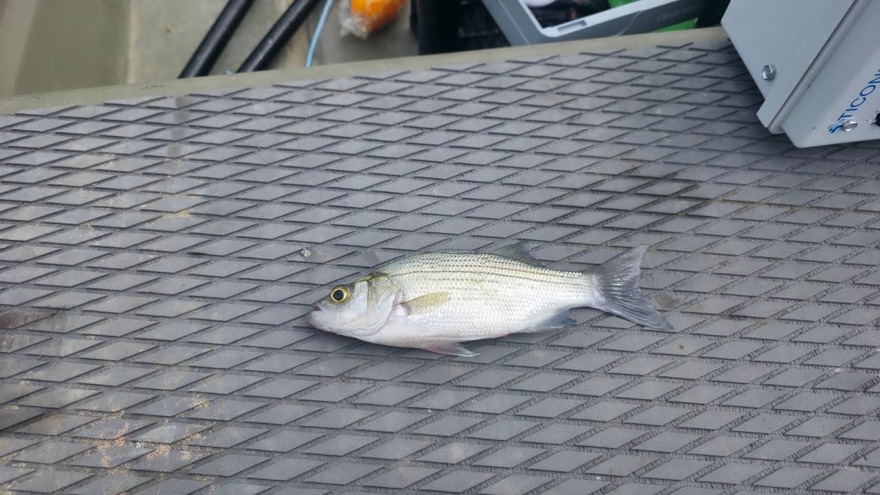 Fishing Joe Pool Lake. Caught a ton of fish