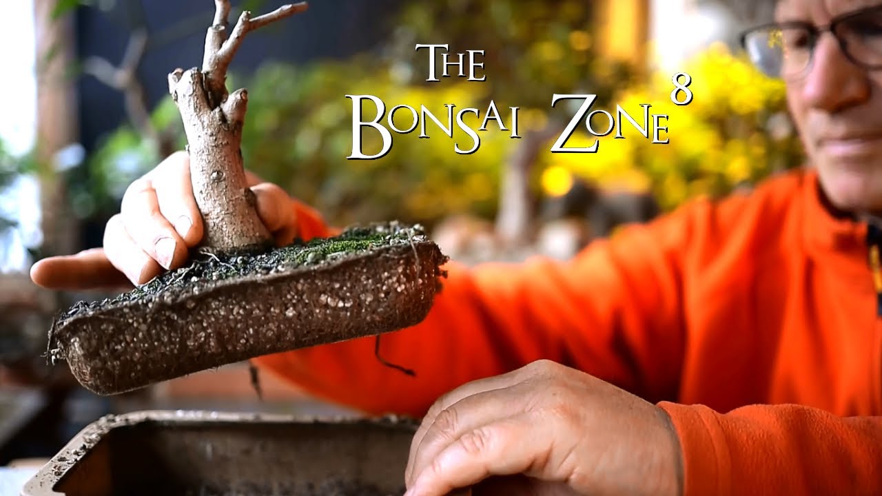 Repotting a Ficus religiosa, The Bonsai Zone, Feb 2021