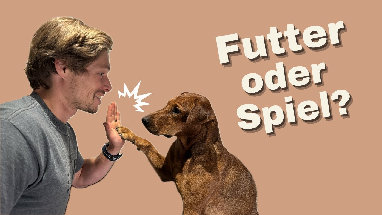 Wie BELOHNE ich meinen Hund richtig?