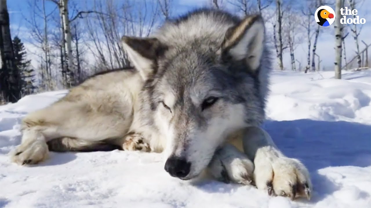 LIVE: Rescued Wolf Dogs at Yamnuska Wolfdog Sanctuary | The Dodo