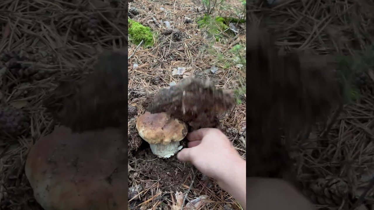 Boletus edulis #boletus #micelio #monte #edulis #pinicola #madrid #food #naturaleza #nature