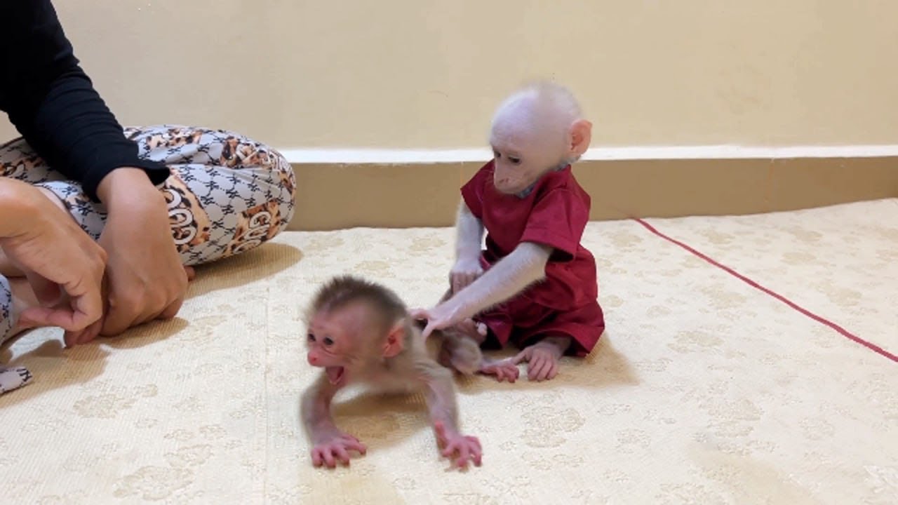 Pity NB Baby Monkey Scream Loud Anqry Pavpav Stop Him To Move