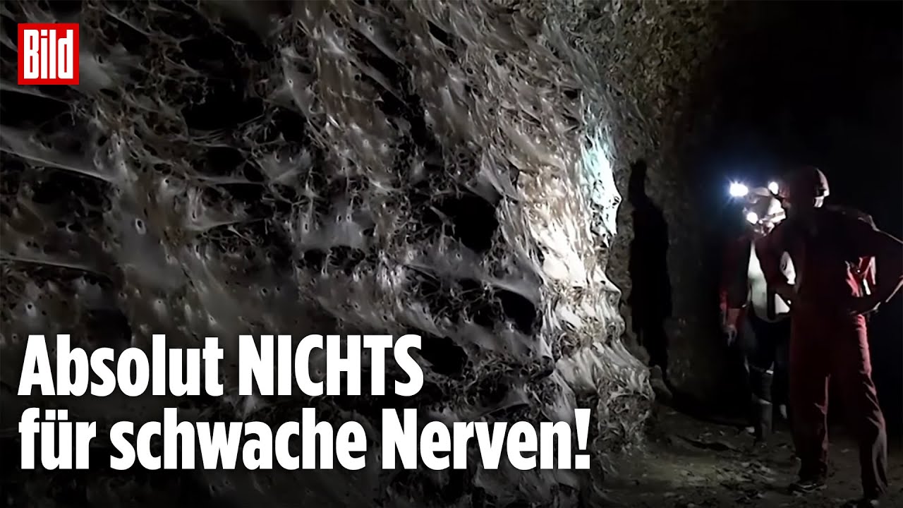 Griechisch-Albanische Grenze: Forscher finden gr&ouml;&szlig;tes Spinnennetz der Welt