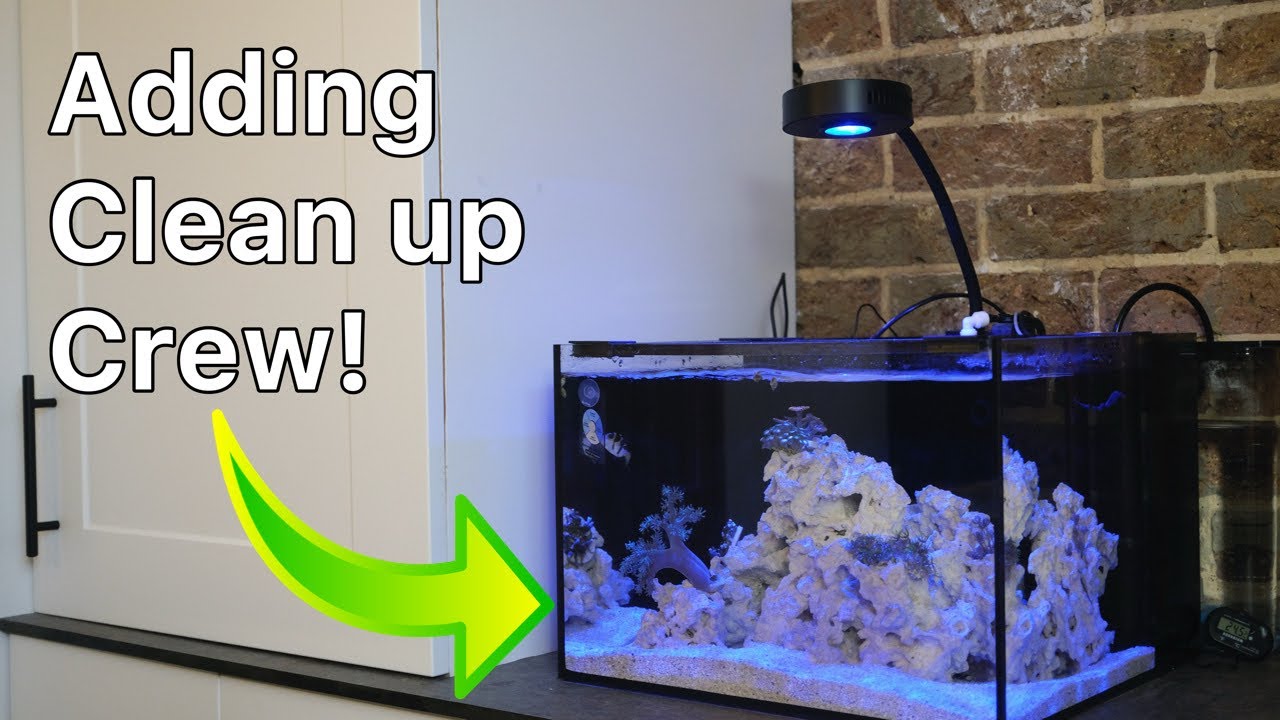 Обновление за два месяца о Reef Casa Studio 12 | Настройка Nano Reef Tank, часть 5