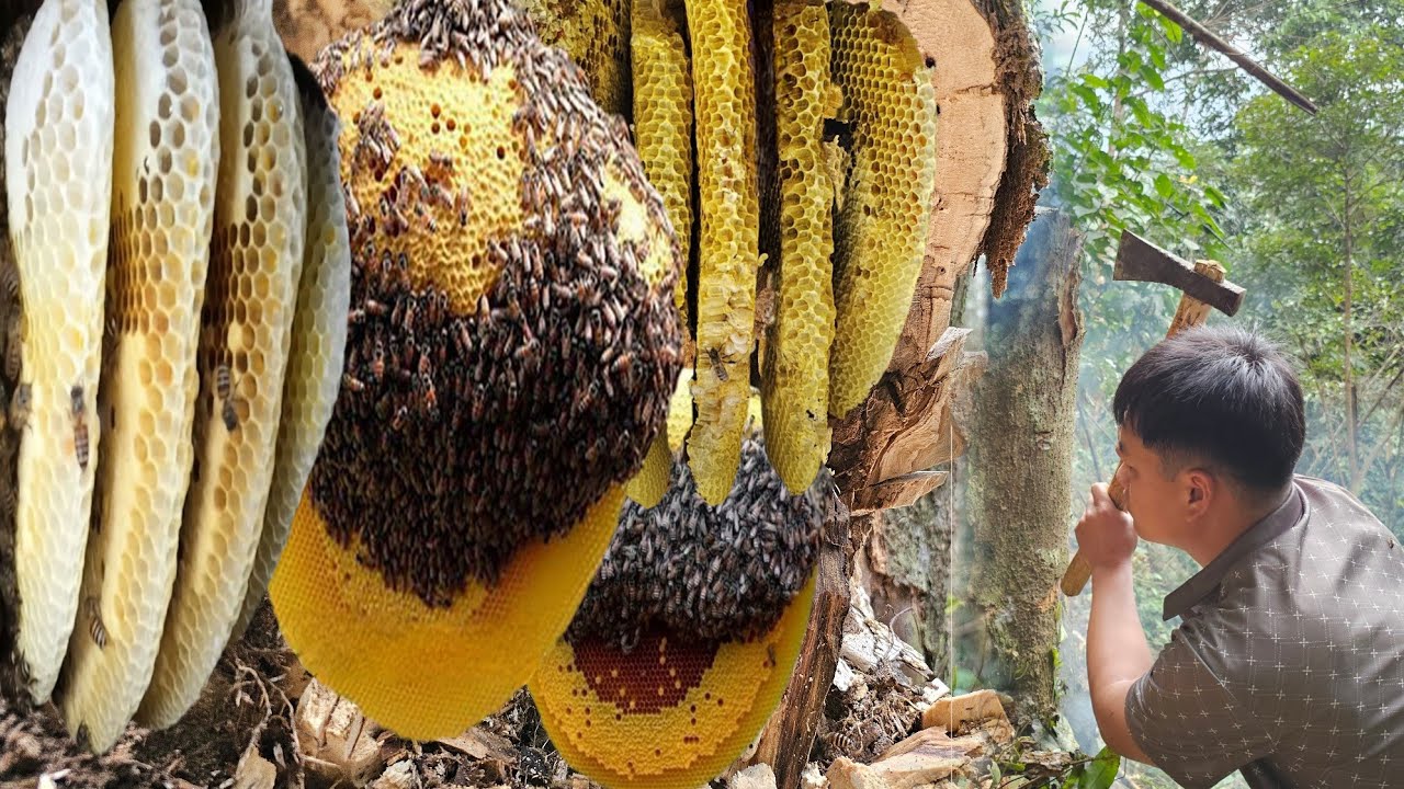 Trieu Kha discovered the Giant Bee after obtaining precious honey.