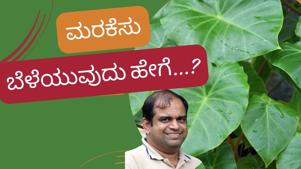 ಮನೆಯಲ್ಲಿ ಮರ ಕೆಸ ಬೆಳೆಸುವುದು ಹೇಗೆ..? |  Growing Mara Kesu at Home