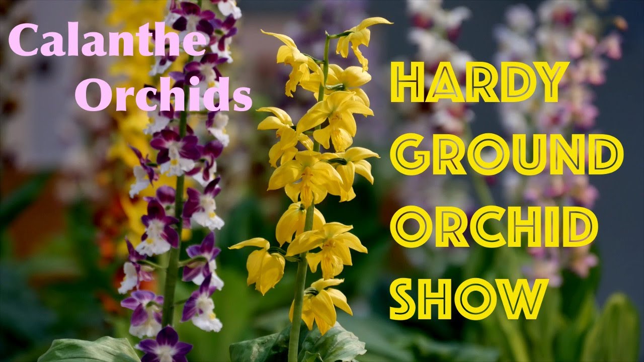 Hardy Ground Orchids: a Calanthe Orchid Show in Japan